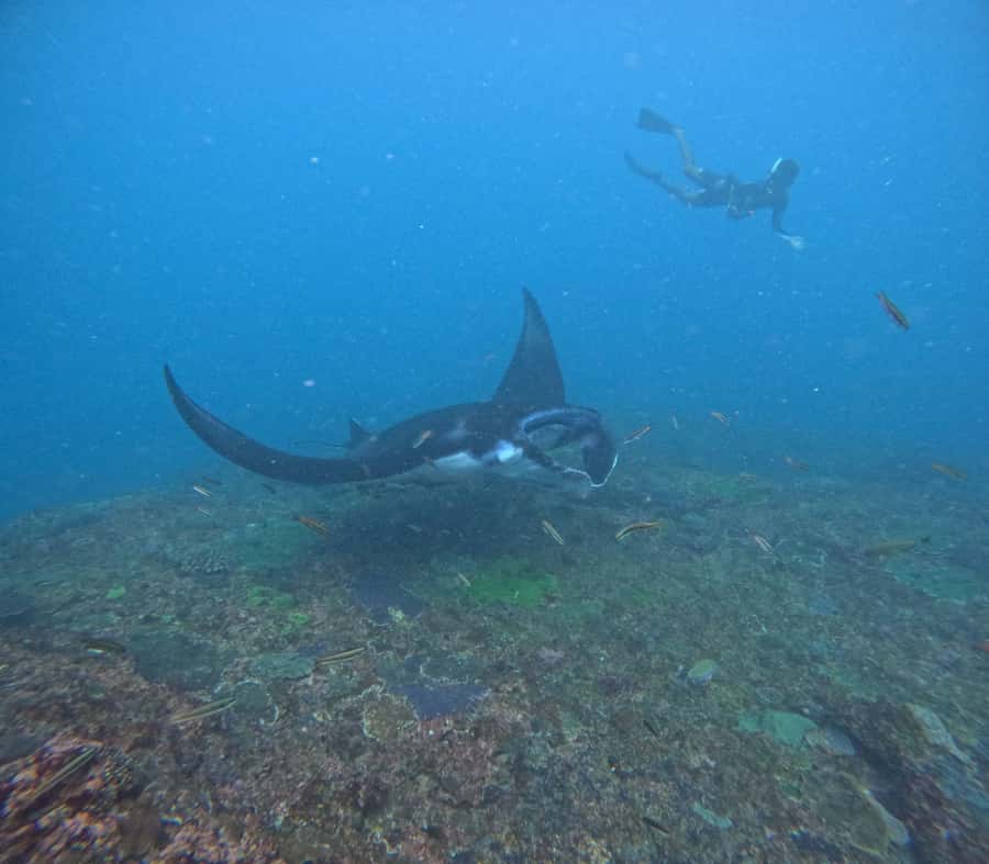 Bali: Nusa Penida Tour with Lunch & Manta Point Snorkeling - Manta Point snorkeling: reading the water and not forcing a miracle