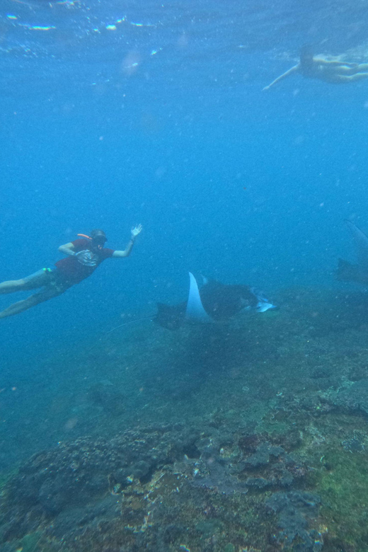Bali: Nusa Penida Tour with Lunch & Manta Point Snorkeling - The Wall and Gamat Bay: coral, ornamental fish, and marine-life viewing