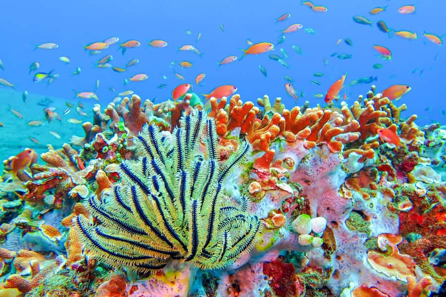Bali: Padangbai Blue Lagoon Snorkeling Day Trip - The Sanur check-in: coffee, tea, and a real safety briefing