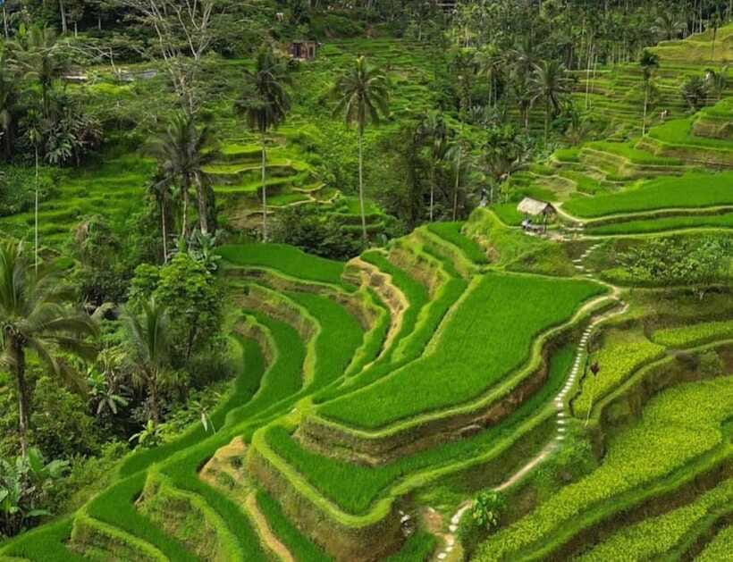 Bali: Penglipuran Village, Rice Terrace & Waterfall Tour - Guides Make the Day: Clear Culture Talk and Great Photo Help