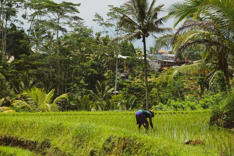 Bali: Penglipuran Village, Tirta Empul & Ubud All Incusive - Tampaksiring photo stop, short but useful for pacing