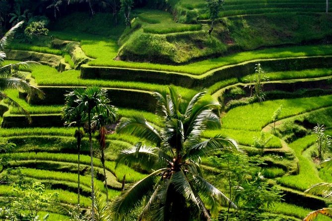 Bali Private Car Charter With English Speaking Driver - How the day runs: hotel pickup, a clean start, then your route