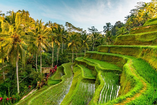 Bali Private Car Hire with Driver - The full-day route in plain English: from monkeys to sea temples