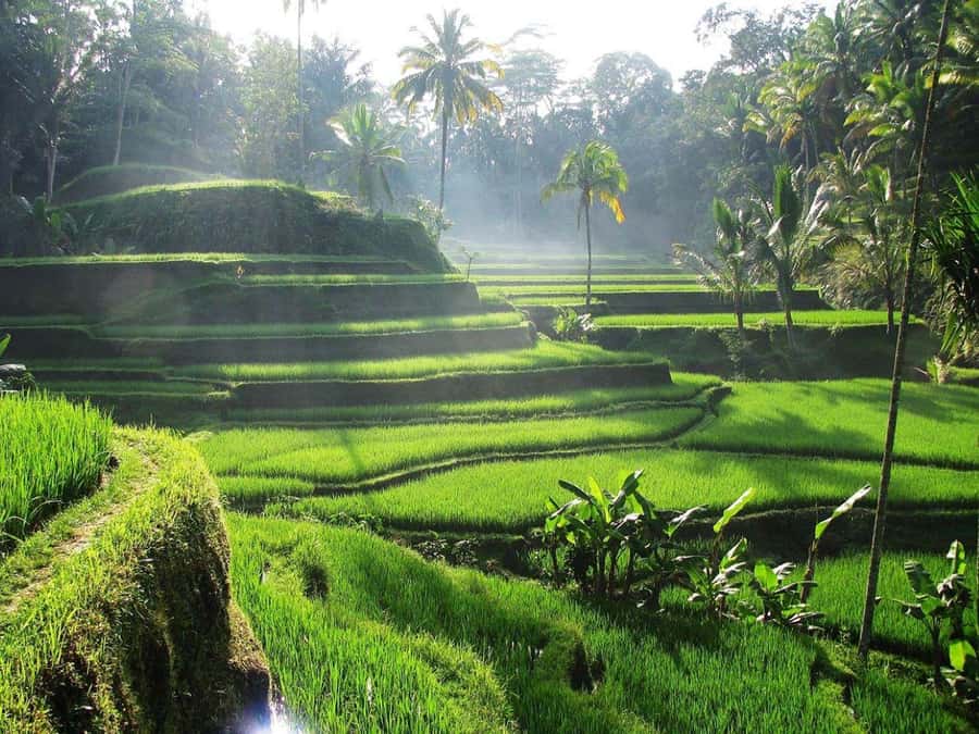 Bali Private Custom Tour – Full-Day Driver Guide (10H) - A private, 10-hour Bali day that you can actually control