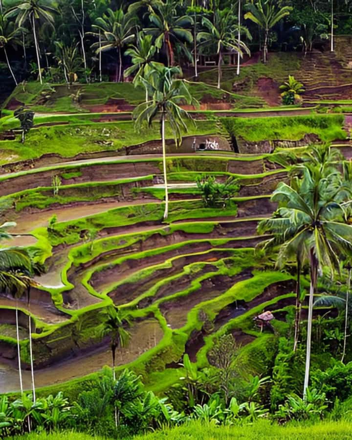 Bali Private Custom Tour – Full-Day Driver Guide (10H) - Price and what is included in your Bali day