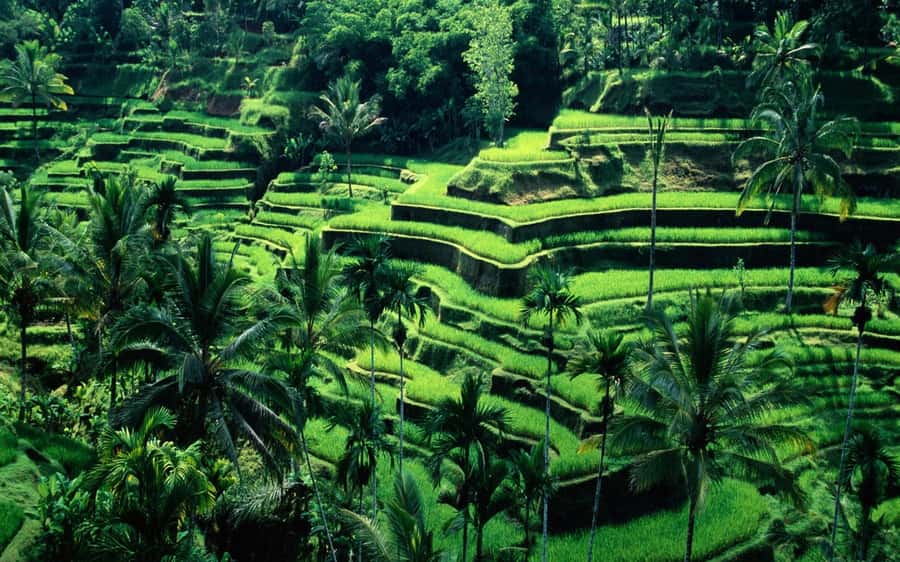 Bali: Private Customize Tour - Choosing your one-day route in Bali, from Ubud to UNESCO and waterfalls