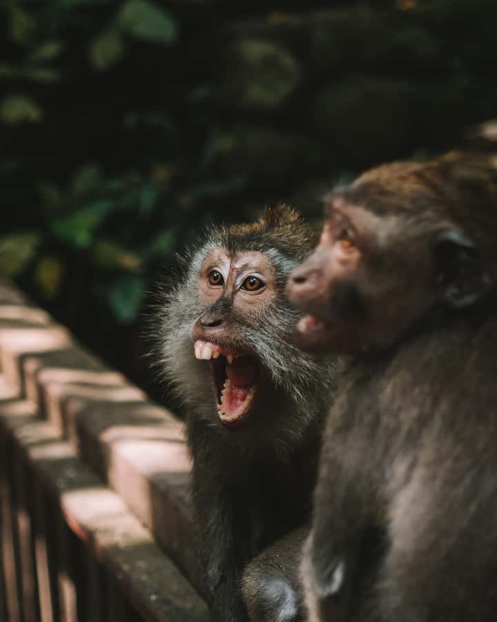 Bali: Private Customize Tour - Bali Swing and the rainforest photo stop that everyone talks about
