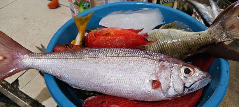 Bali: Private Fishing Trip with Lunch - Value for $70 Per Person: What You Get Versus What You Pay