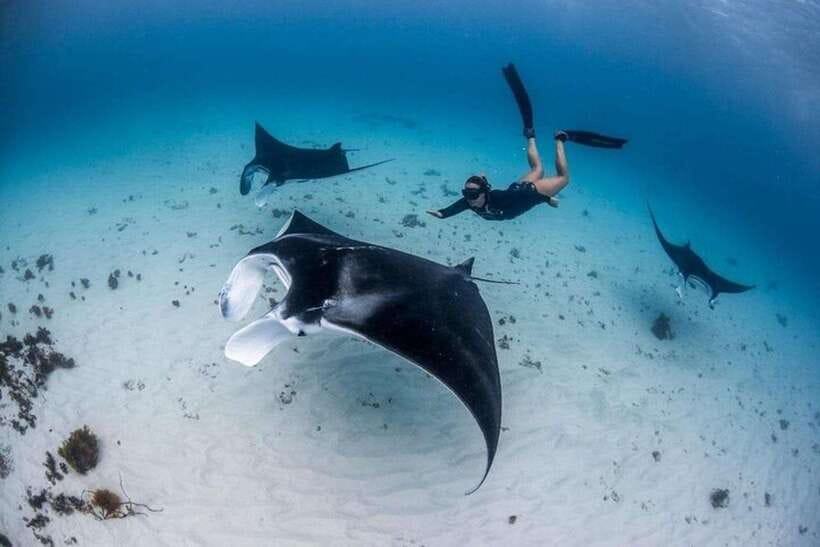 Bali: Private Snorkeling at Manta Point Nusa Penida - Key things to know before you go