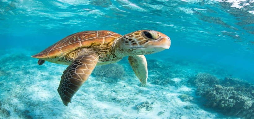 Bali: Private Snorkeling at Manta Point Nusa Penida - Underwater GoPro filming: why it changes the value