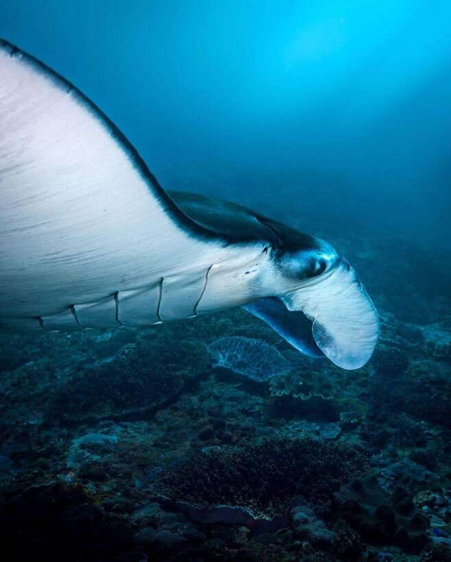 Bali: Private Snorkeling at Manta Point Nusa Penida - Price and value: what you are paying for at $91 per person