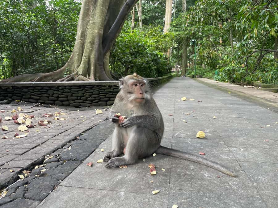 Bali: Private Ubud Highlights Tour with Customized Tour - Best for couples, families, and small groups who hate stress