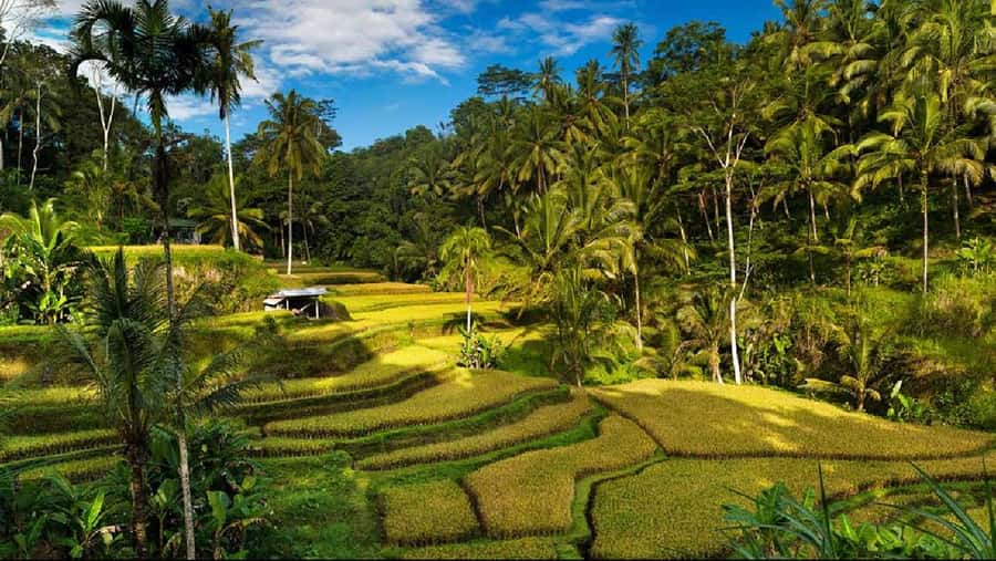 Bali: Private Ubud Highlights Tour with Customized Tour - Choosing your day: waterfalls, temples, swing stops, or volcano views