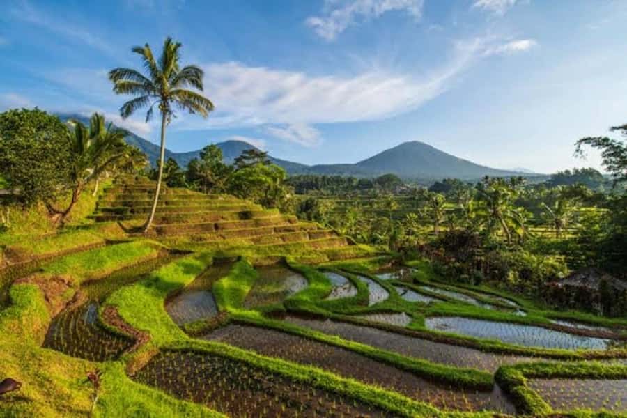 Bali: Private UNESCO World Heritage Sites Tour - Lunch in the Highlands: Refuel Without Losing the View