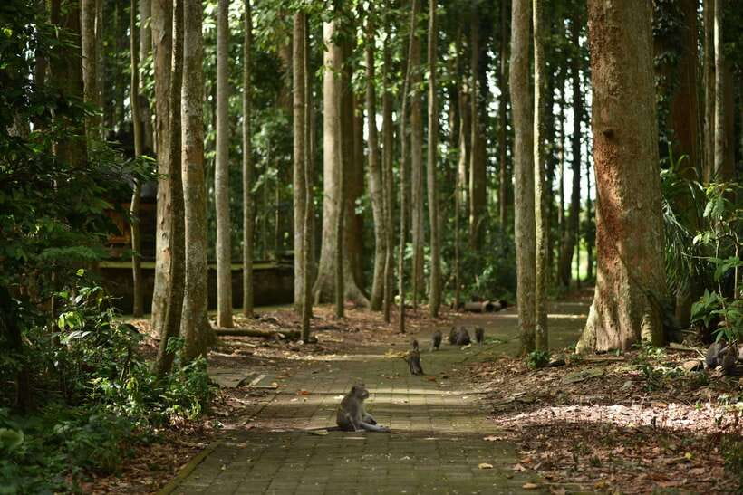 Bali: Purification Ritual at Taman Beji Griya - Optional coffee plantation tour: tasting Balinese blends for an extra fee