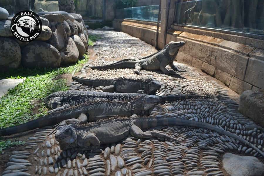 Bali Reptile Park 1-Day Admission Ticket - Key highlights to look for