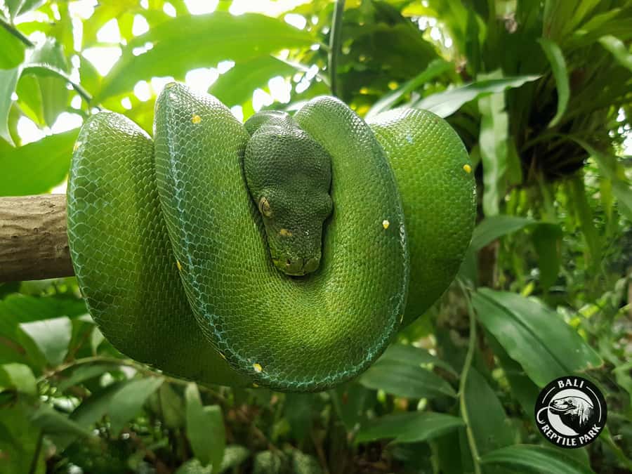 Bali Reptile Park 1-Day Admission Ticket - Entering the park grounds: where your walk becomes a story
