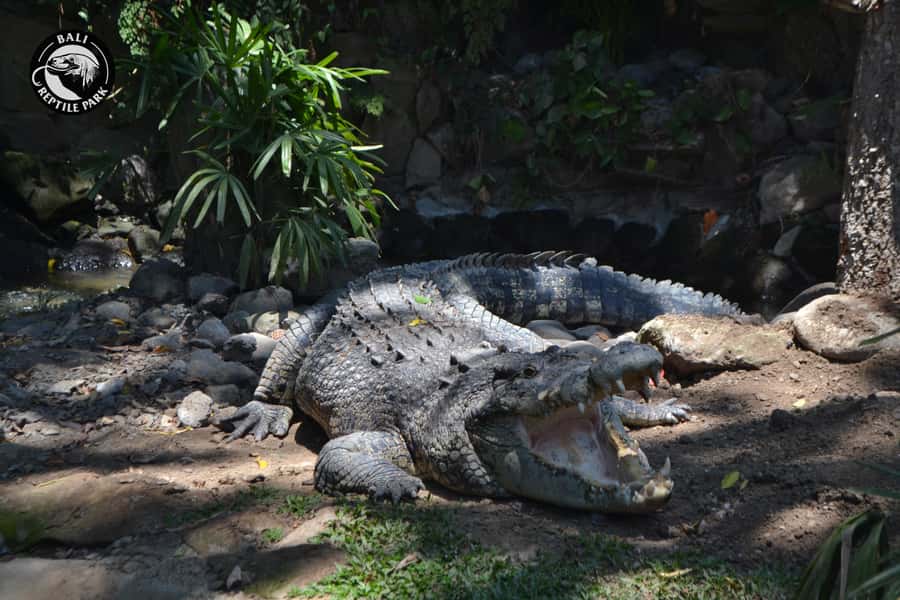 Bali Reptile Park 1-Day Admission Ticket - Feeding sessions and the rhythm of guided time