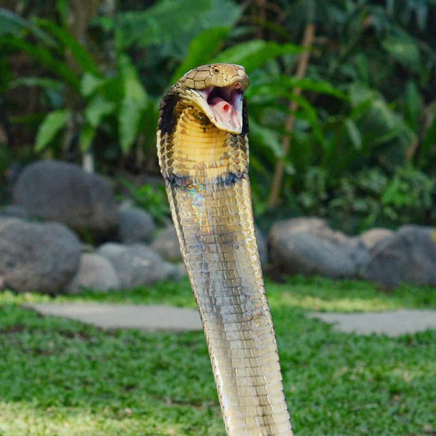Bali Reptile Park 1-Day Admission Ticket - Reptile handling: the part that turns a visit into a memory