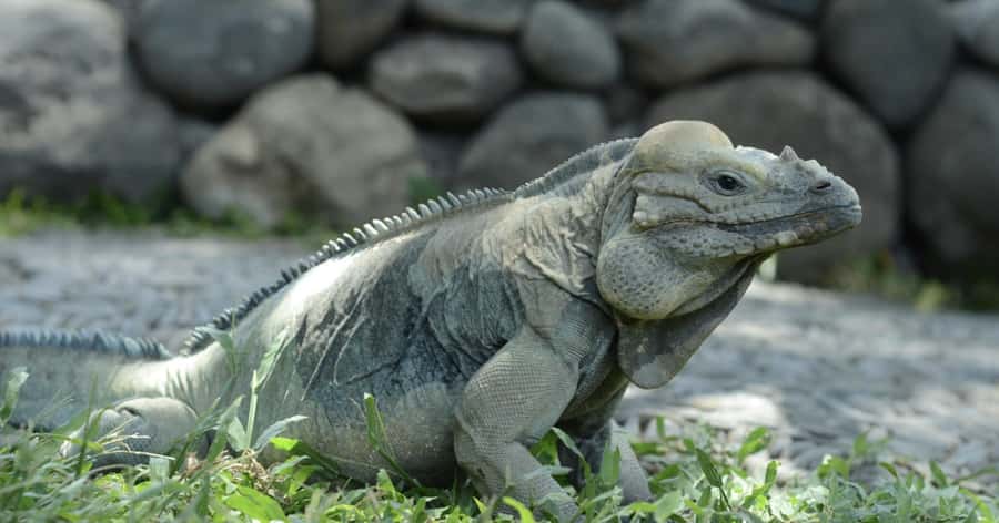Bali Reptile Park 1-Day Admission Ticket - Reptile nursery: seeing life cycles up close