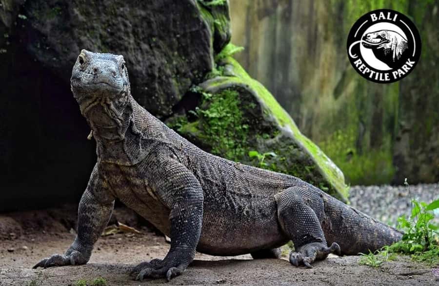Bali Reptile Park 1-Day Admission Ticket - Price and what the $15 ticket really covers
