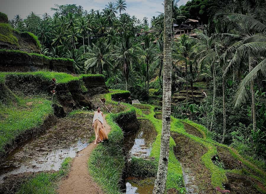 Bali: Rice Terrace & Volcano Tour with Penglipuran Village - Lunch, Water, and Add-Ons That Change the Whole Day