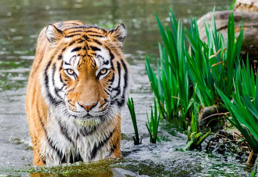 Bali: Safari Zoo and Ubud Palace and Market Day Tour - The 9-hour Bali plan, and why it works