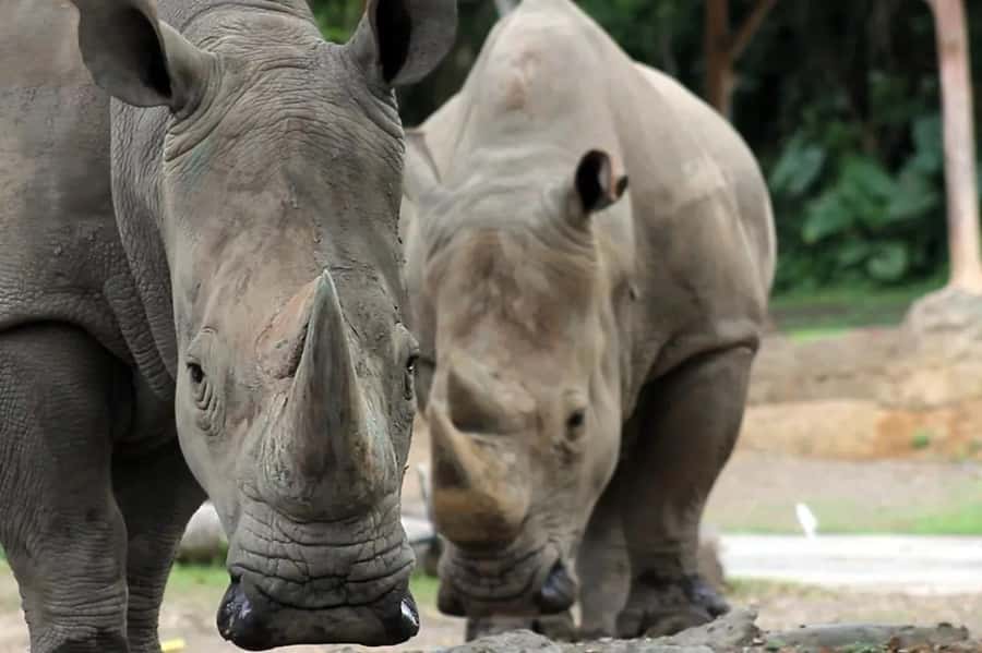 Bali: Safari Zoo and Ubud Palace and Market Day Tour - Marine Park animal shows: fun for kids, worth it for adults