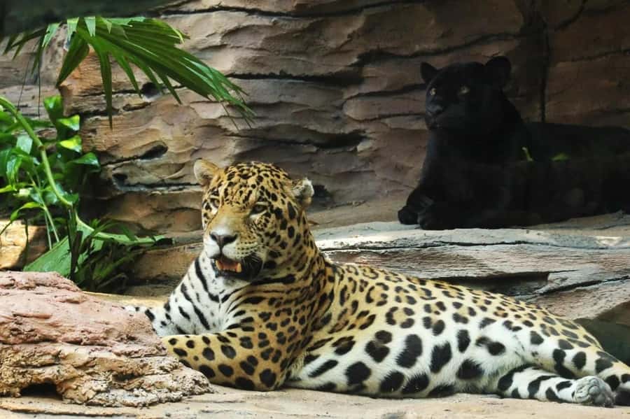 Bali: Safari Zoo and Ubud Palace and Market Day Tour - Price and value: $105 per person for a private day that actually delivers