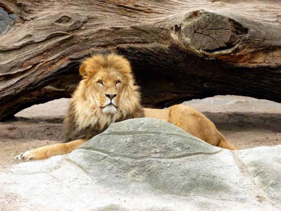Bali: Safari Zoo and Ubud Palace and Market Day Tour - Bali Safari & Marine Park: 3 hours with tigers, elephants, and komodo dragons