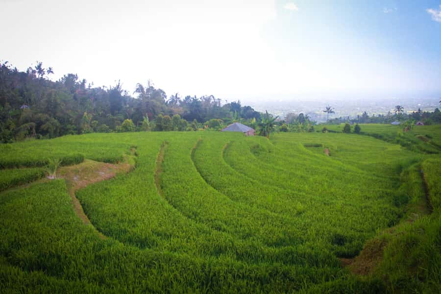 Bali: Sambangan Waterfalls Trekking, Sliding, & Jumping Trip - Key highlights worth your attention