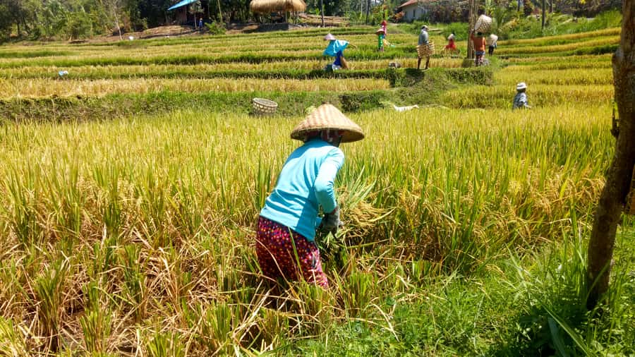 Bali: Sambangan Waterfalls Trekking, Sliding, & Jumping Trip - Base camp and meals: simple food that keeps you fueled