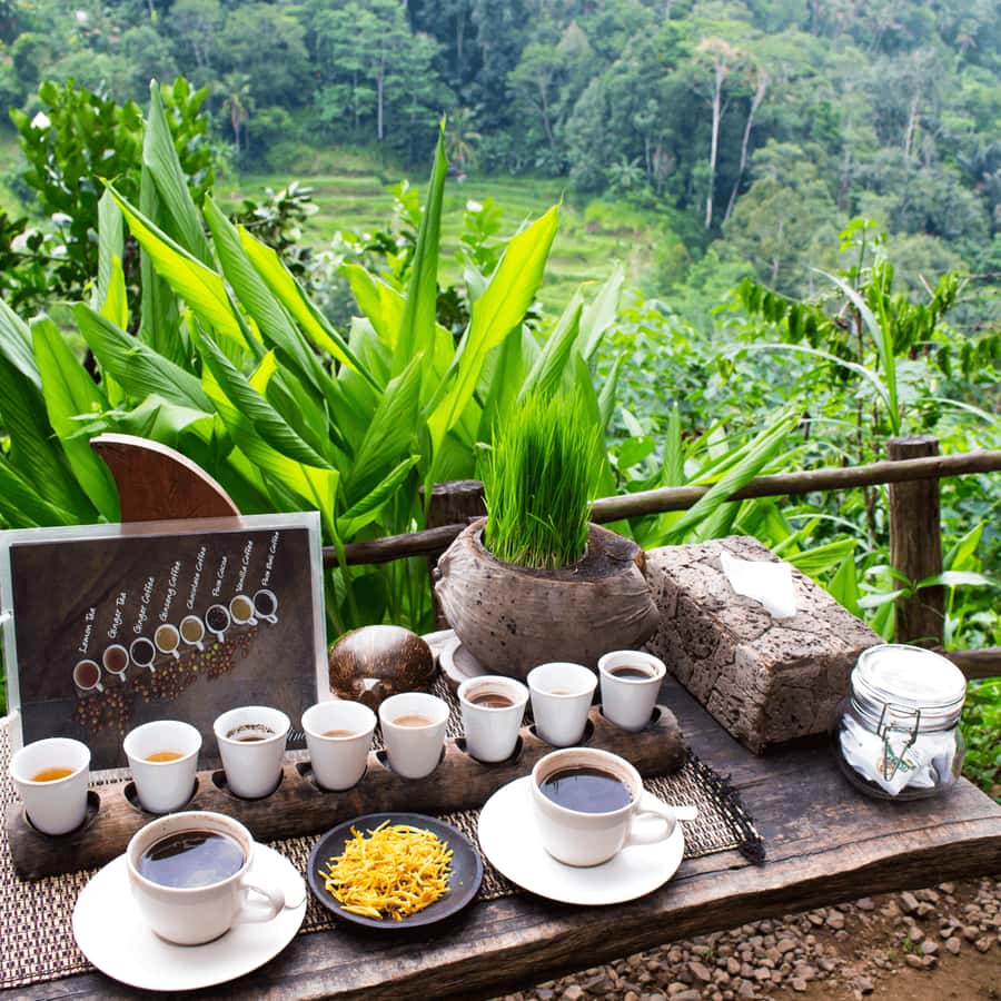 BALI :Sanctuary Monkey forest, rice terrace Water temple - Tegalalang rice terraces: classic Ubud views, plus the real reason they matter