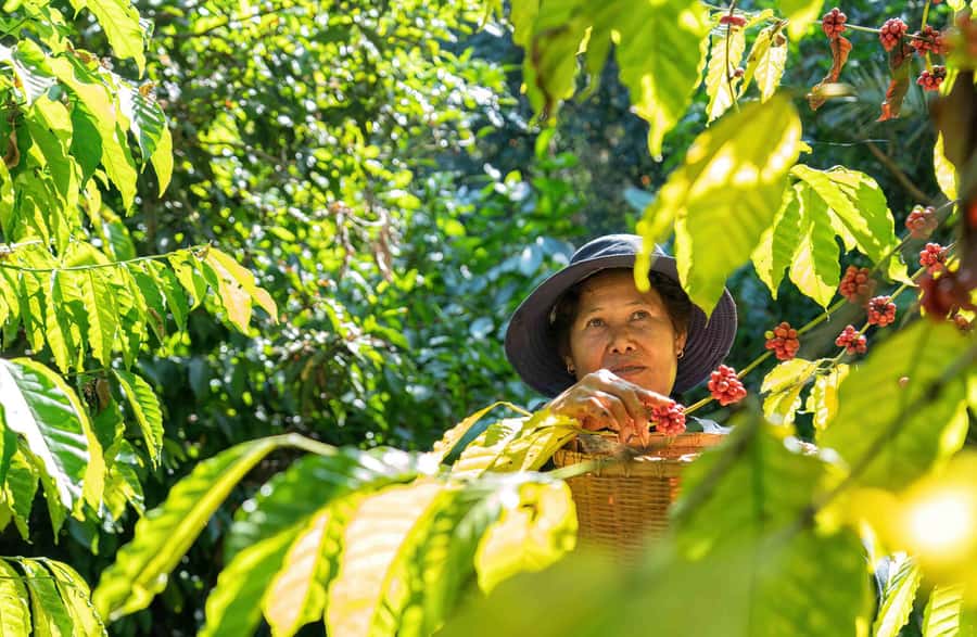BALI :Sanctuary Monkey forest, rice terrace Water temple - Coffee plantation tour: process, choices, and civet coffee