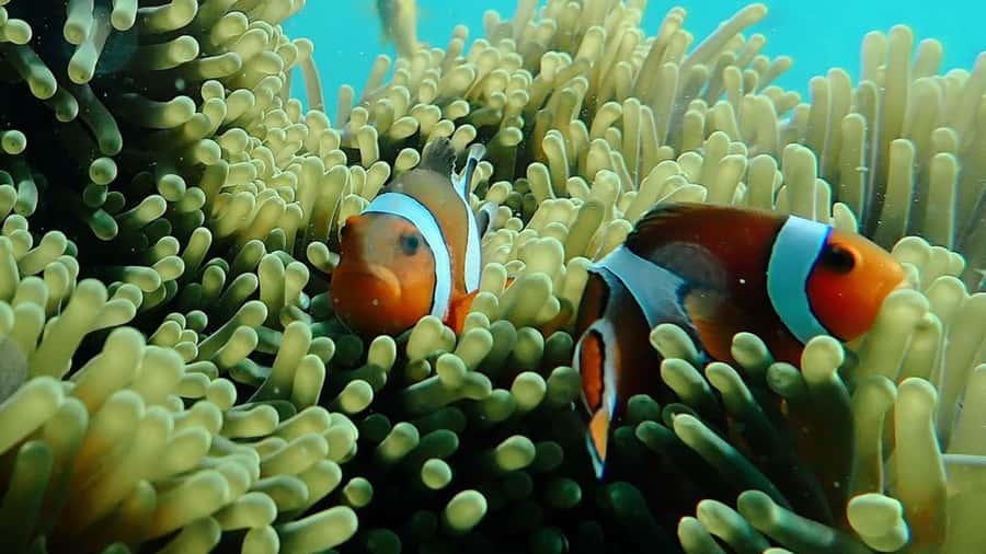 Bali: Sea Walker Under Water Experience - Comfort and breathing: a real-world heads-up
