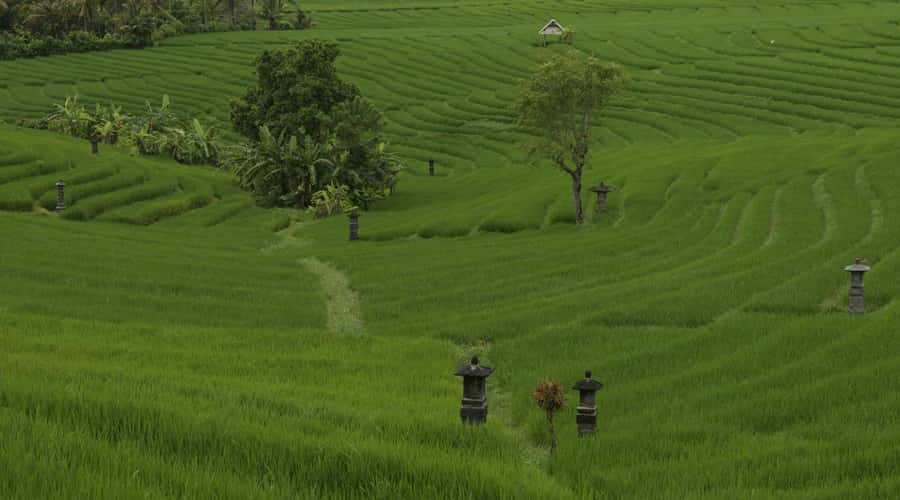 Bali: Secret and Untouristic Tour North West Bali. - Key Highlights You’ll Actually Feel During the Day