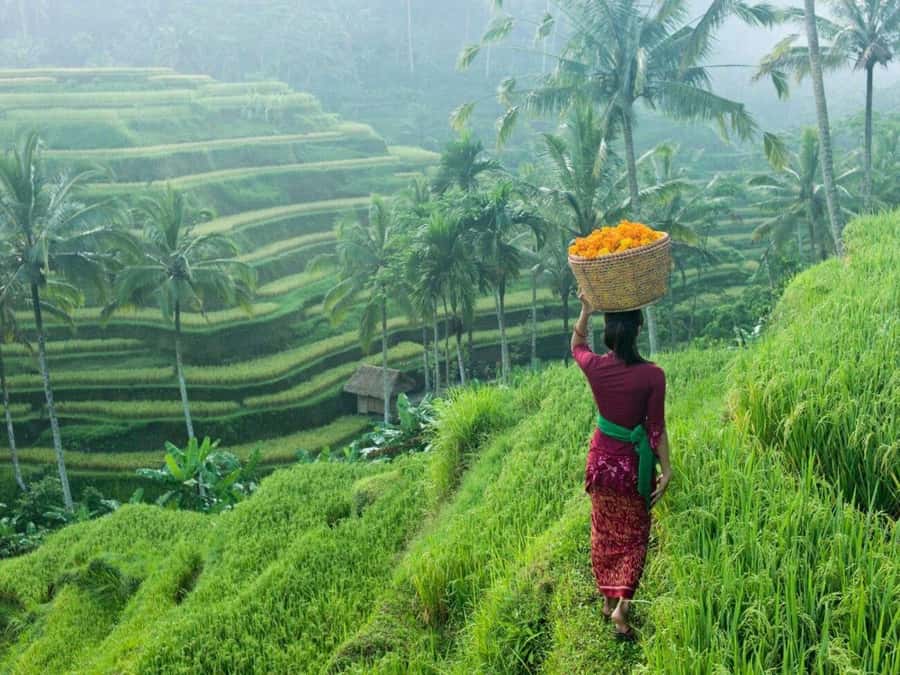 Bali: Secret and Untouristic Tour North West Bali. - Rice Paddy Trekking Through Belimbing Village