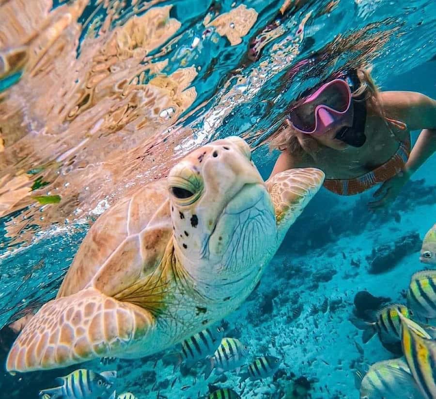 Bali : Snorkeling at two Spots with Lunch and transport - What You’ll Do in This 8-Hour Bali Day