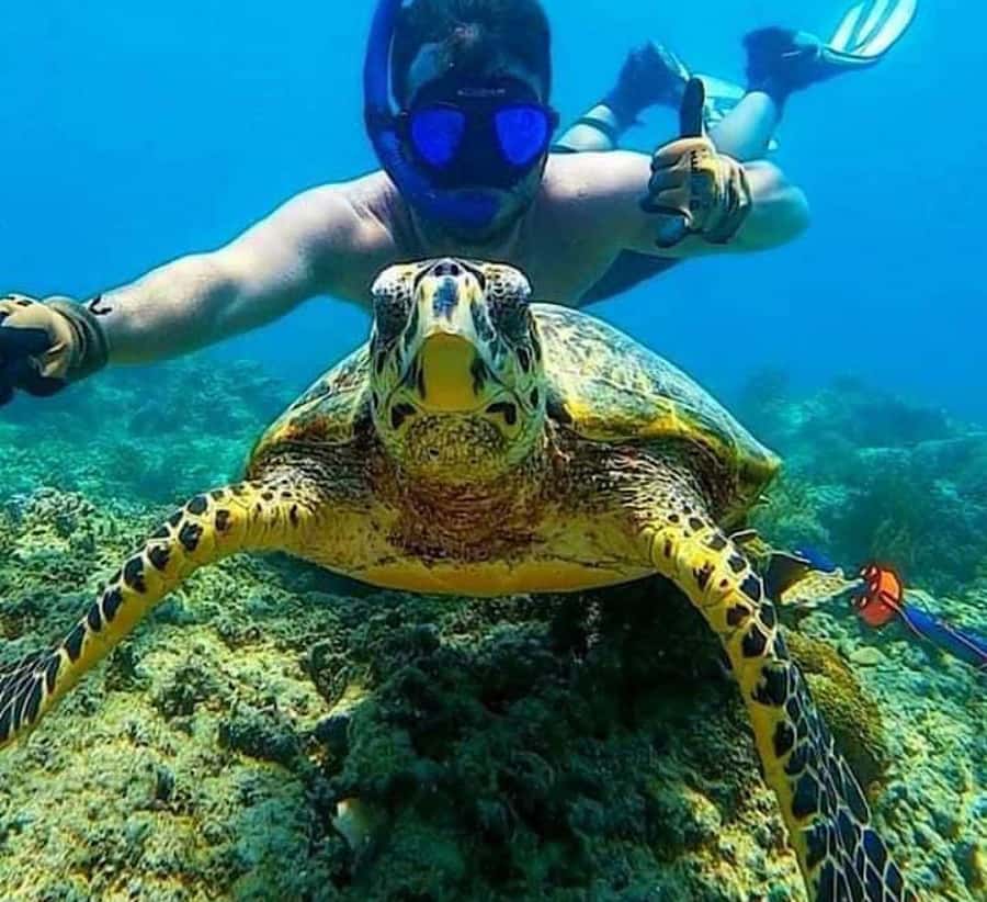 Bali : Snorkeling at two Spots with Lunch and transport - Blue Lagoon Snorkeling: Fish, Coral, and Sea Turtles If You’re Lucky
