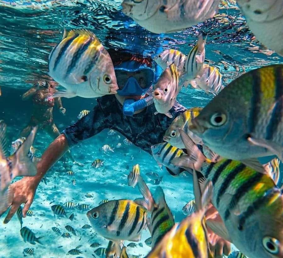 Bali : Snorkeling at two Spots with Lunch and transport - Blue Lagoon and Tanjung Jepun: The Smart Way to Do Bali Snorkeling