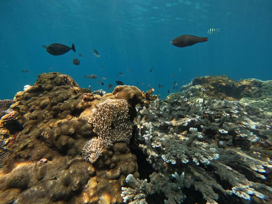 Bali: Snorkeling Blue Lagoon 2 Spot & Lunch optional Village - How Long It Really Takes, and What That Means for Planning
