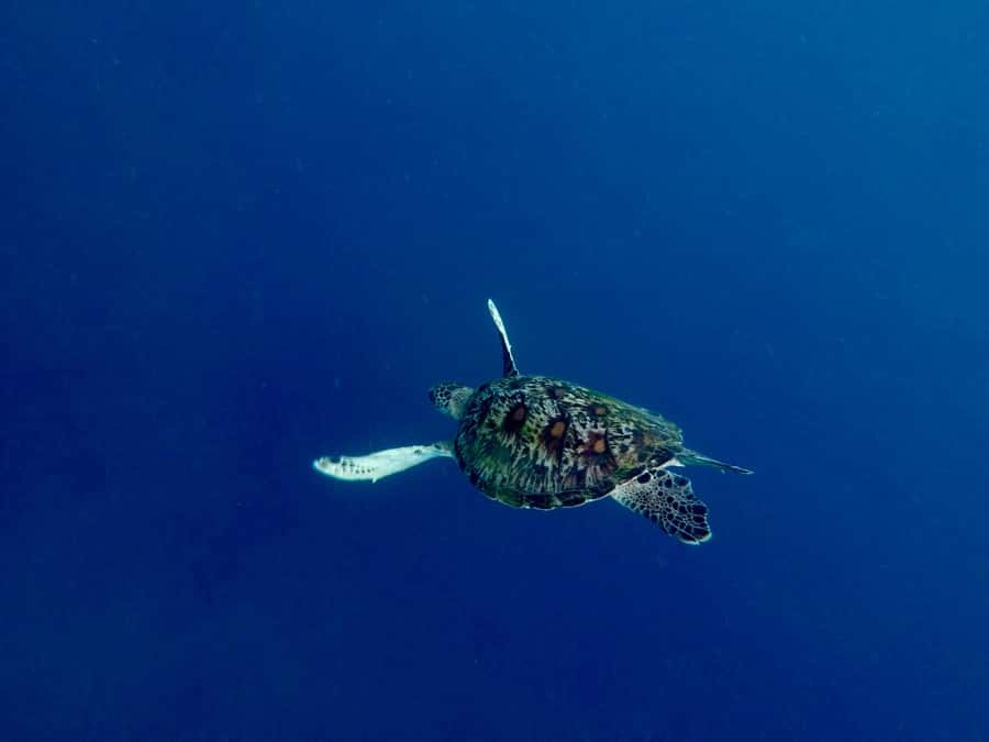 Bali: Snorkeling Blue Lagoon 2 Spot & Lunch optional Village - Blue Lagoon Bay: Calm Water, Shallow Reef, Easy Starts