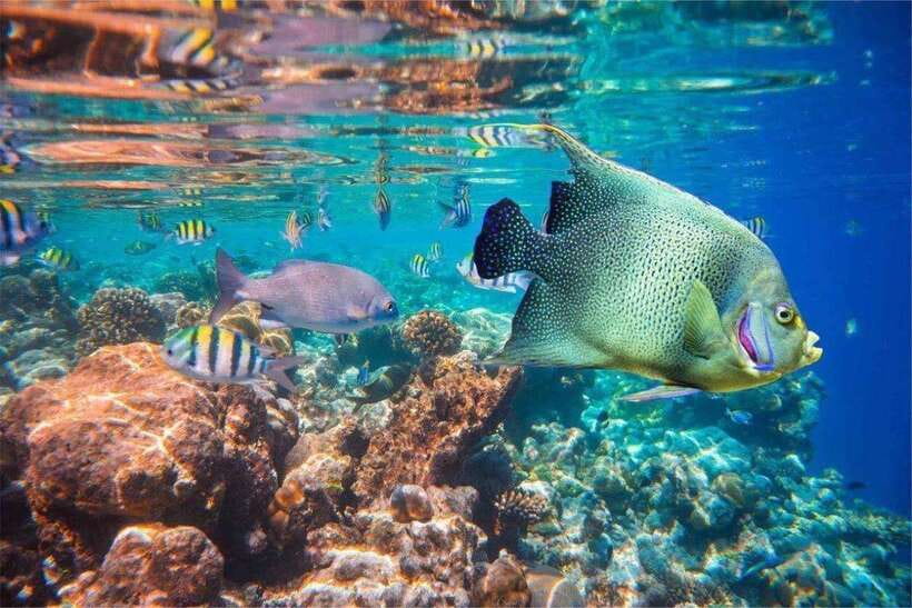 Bali: Snorkling Blue Lagoon Beach include Lunch & Transport - Price and value: why $17 can make sense for a short snorkeling day