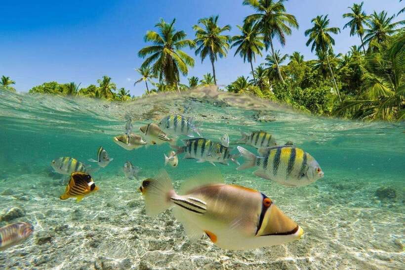 Bali: Snorkling Blue Lagoon Beach include Lunch & Transport - Practical tips so your Blue Lagoon day goes smoothly