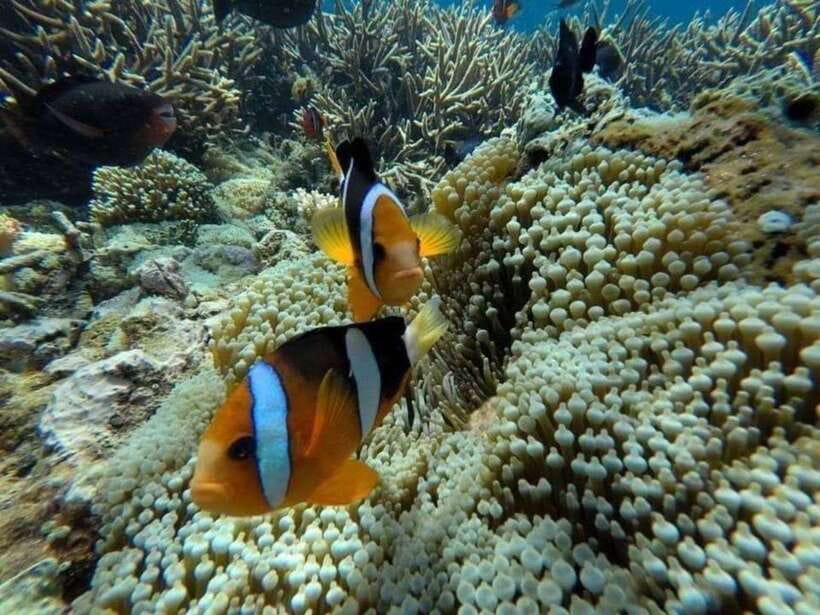 Bali: Snorkling Blue Lagoon Beach include Lunch & Transport - What the 2-hour snorkeling session is really like