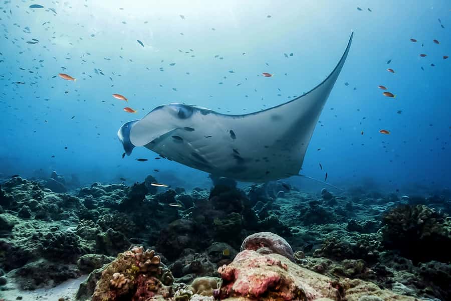 Bali: Swim with Manta Rays in Penida, Optional Lunch & Kayak - Key things I’d underline before you go