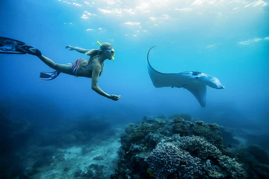 Bali: Swim with Manta Rays in Penida, Optional Lunch & Kayak - Nusa Penida snorkeling: Manta Bay and the hunt that depends on the ocean