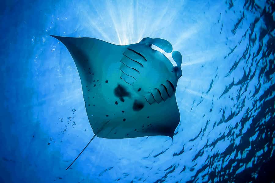 Bali: Swim with Manta Rays in Penida, Optional Lunch & Kayak - Equipment, guidance, and how the crew actually helps you spot wildlife
