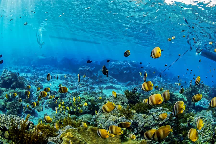 Bali: Swim with Manta Rays in Penida, Optional Lunch & Kayak - Mesari Beach Restaurant, why the welcome stop is more than a snack