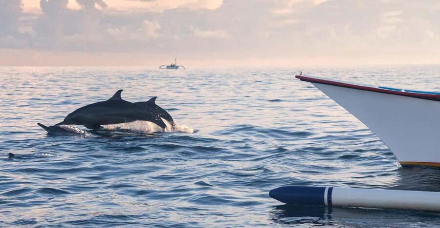 Bali: Swimming with dolphin & waterfal tour, all inclusive. - FAQ